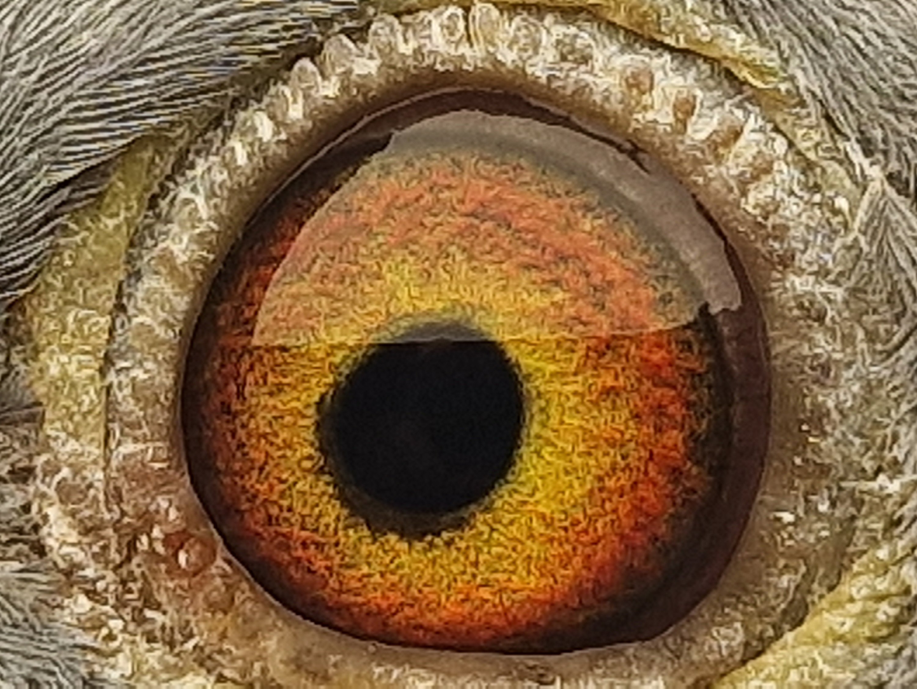 Pigeon eye